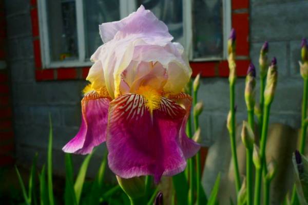 ���� �������