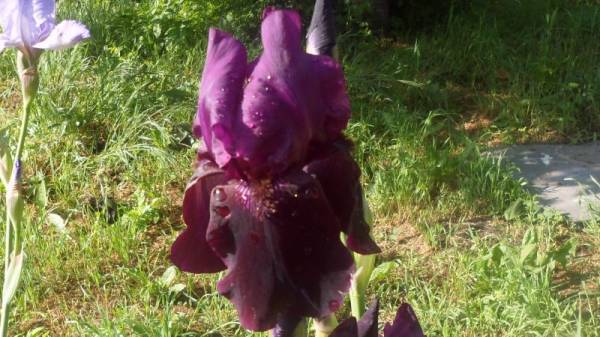 ���� �����