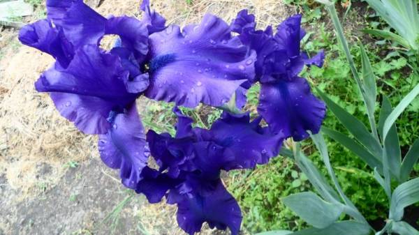 ���� �����