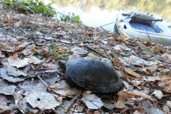 ������ ��������...