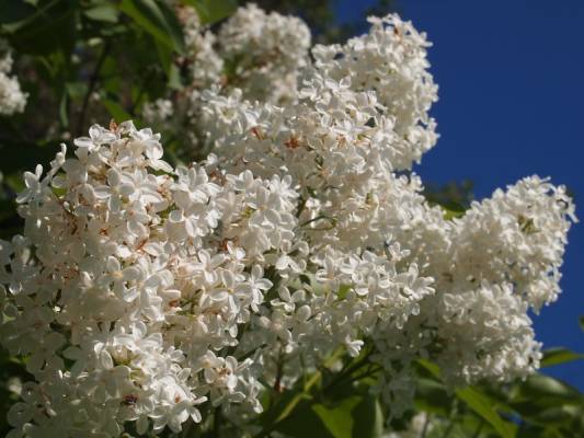 ����������� �������