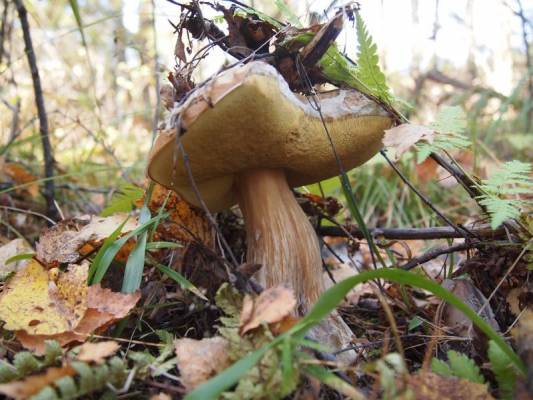 ������ �����