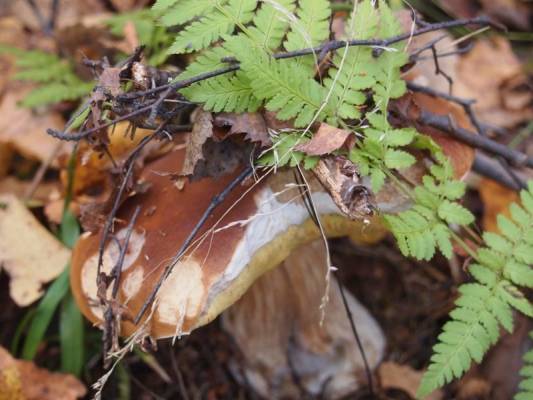 ���� ���� - ����� ����