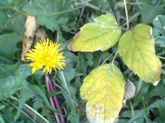 ����������� ���������