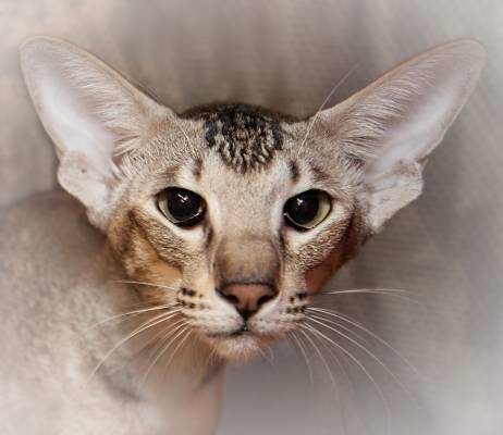 ������ ����������