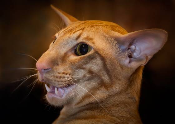 � �����.., �� �������...