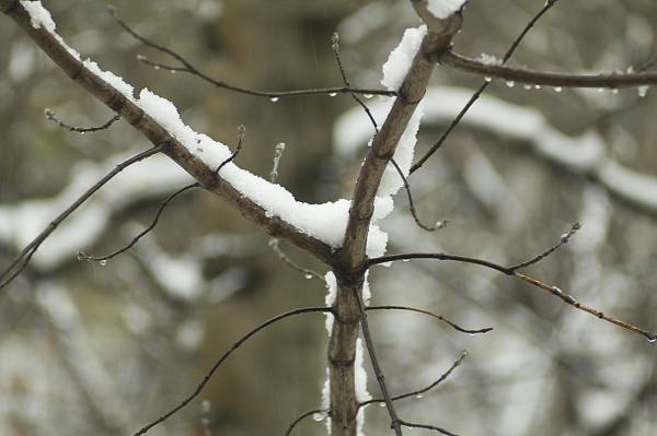 ������ ����