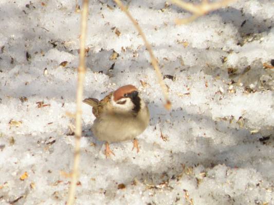 ��� ����, �����?