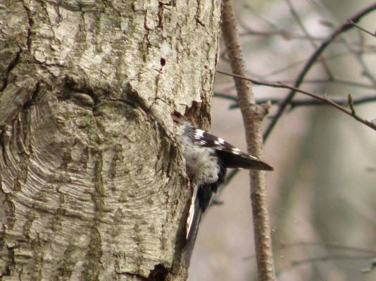 ���-2  - ��������