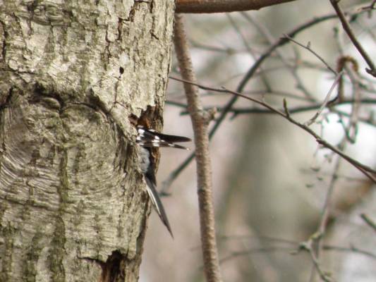 ���-3 - ��������