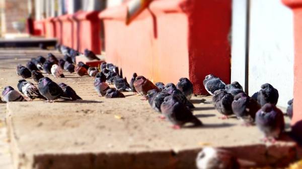 ����� ���������