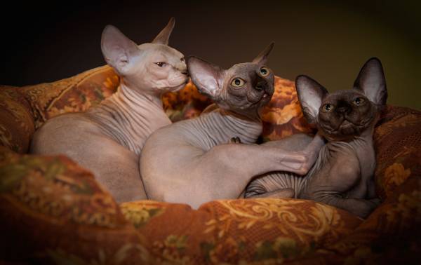 �� ��� ����� �����...