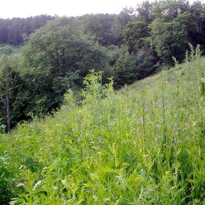 ������� �����