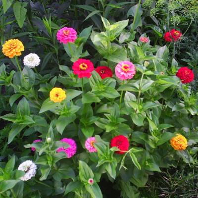 ��������� ��������