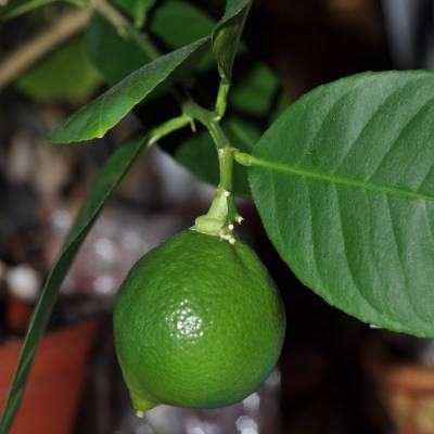 �������� ���