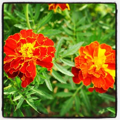 ����� ��������