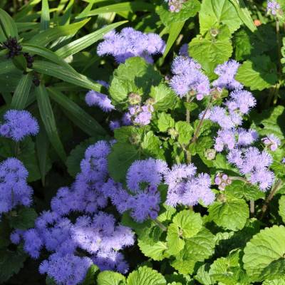 ���� ���� ����