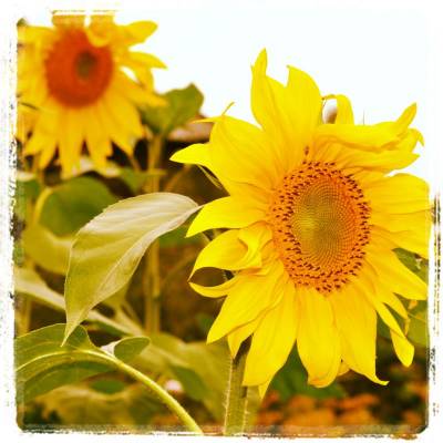 ������ �� �����