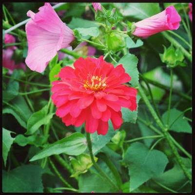 ������ �������