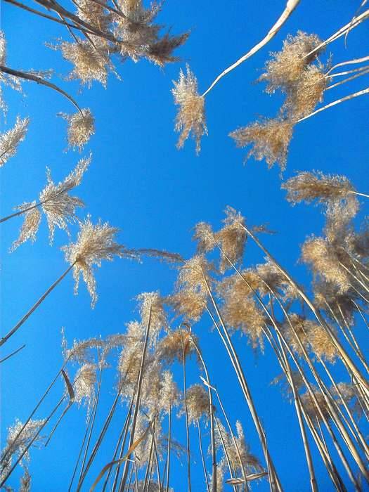 � �������