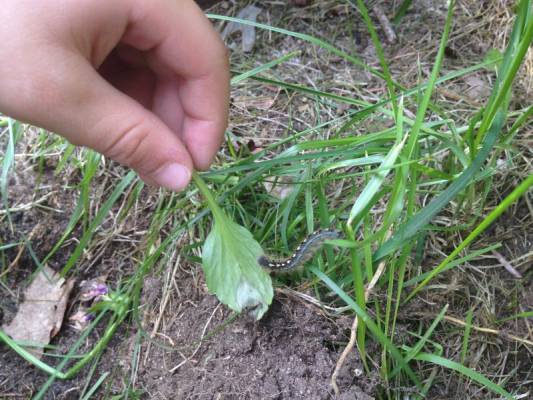 �������� ������� ��������� ��������