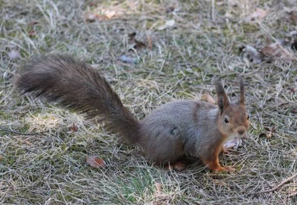 ��� ��� �������������?