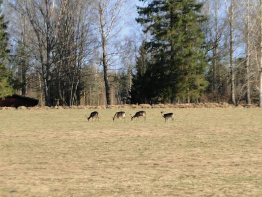 ����������� ����