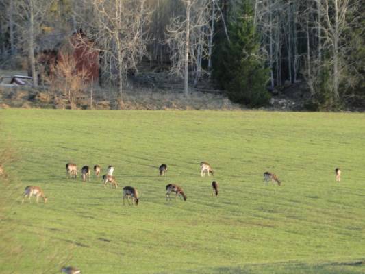 ����� � ������� ����