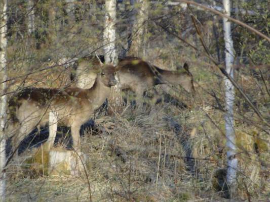 ������ � ����� ����� � ��������