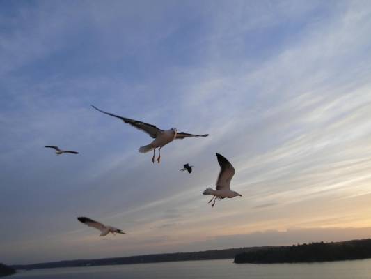 ������ ����