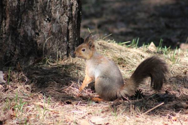 ������ �����