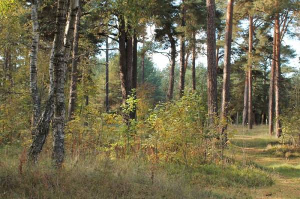 ����� �����