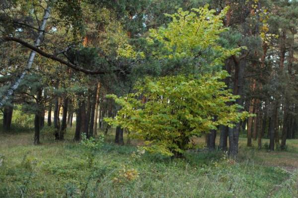 ������������ �������