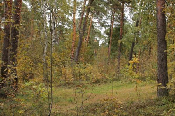 ������ �������