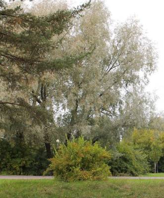 ������� �����